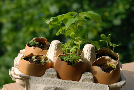 5 Dirt Cheap Ideas for Home Vegetable Garden Savings